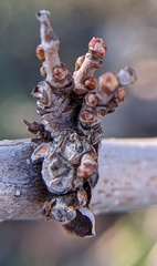 Aceria mori