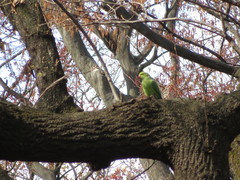 Psittacula krameri manillensis