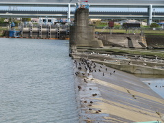 Phalacrocorax carbo hanedae