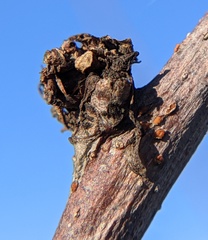 Aceria mori