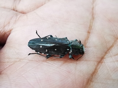 Chrysobothris basalis