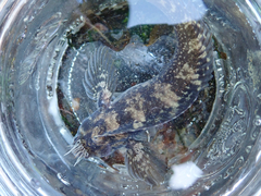 Hypsoblennius gilberti
