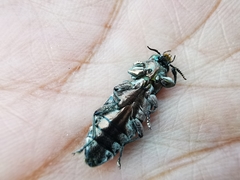 Chrysobothris basalis