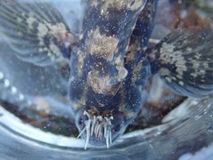 Hypsoblennius gilberti
