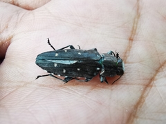 Chrysobothris basalis