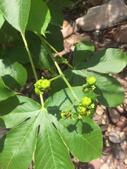 Jatropha excisa