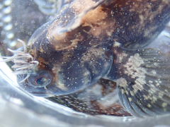 Hypsoblennius gilberti