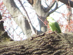 Psittacula krameri manillensis