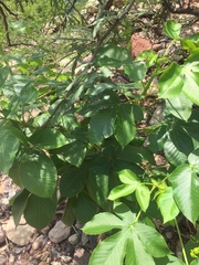 Jatropha excisa