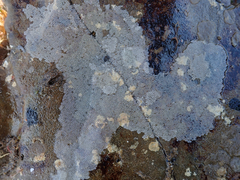 Hypsoblennius gilberti