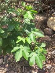Jatropha excisa