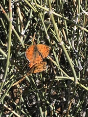 Chlosyne acastus robusta