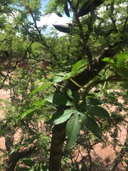 Distimake dissectus chacoensis