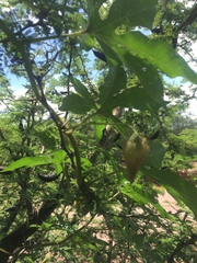Distimake dissectus chacoensis
