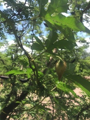 Distimake dissectus chacoensis