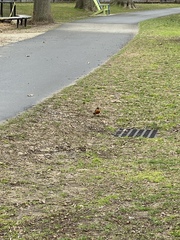 Turdus migratorius