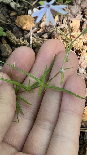 Phlox bifida, photograph 2
