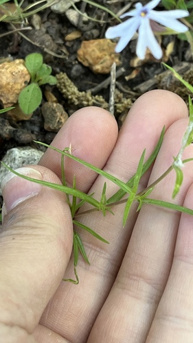 Phlox bifida, photograph 3
