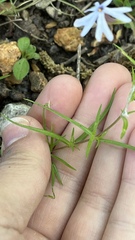 Phlox bifida, photograph (c) diana schwartz, some rights reserved (CC BY)