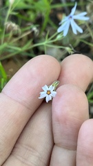 Phlox bifida, photograph (c) diana schwartz, some rights reserved (CC BY)