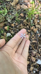 Phlox bifida, photograph (c) diana schwartz, some rights reserved (CC BY)