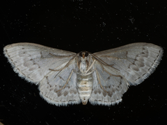 Dithalama cosmospila