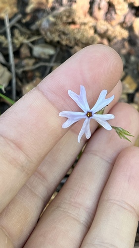 Phlox bifida