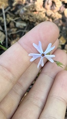 Phlox bifida