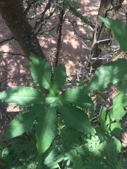 Distimake dissectus chacoensis