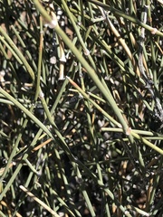 Chlosyne acastus robusta