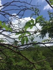 Distimake dissectus chacoensis