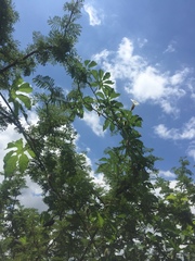 Distimake dissectus chacoensis