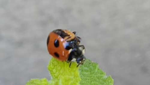 Japanese Seven Spotted Lady Beetle