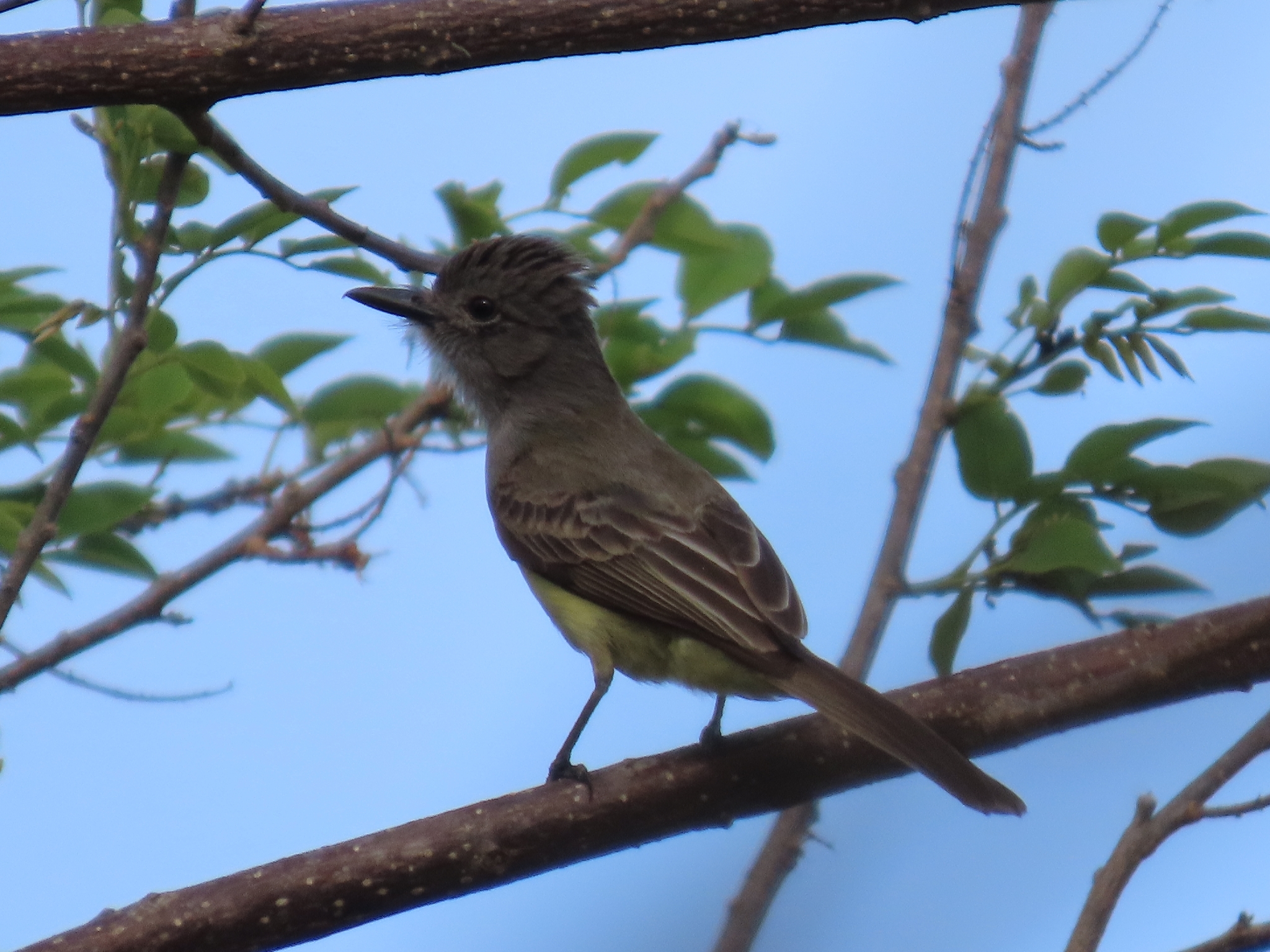 Panama Flycatcher (Myiarchus panamensis), photo 8