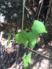 Dolichandra quadrivalvis