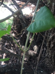 Dolichandra quadrivalvis