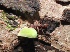 Acromyrmex octospinosus