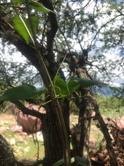 Dolichandra quadrivalvis