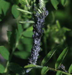 Aphis craccae