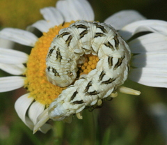 Cucullia chamomillae