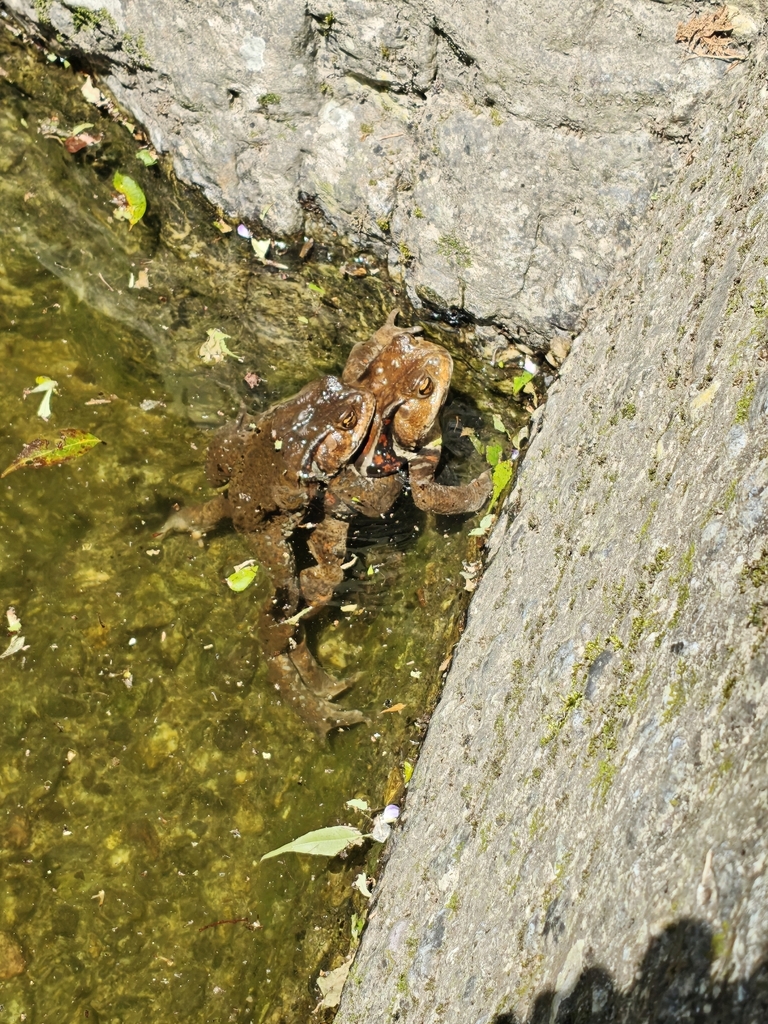 Western Japanese Common Toad from 456 Takeyashiki, Niyodogawa, Agawa ...