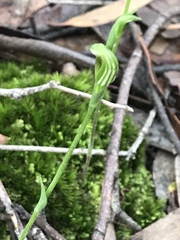Pterostylis parviflora