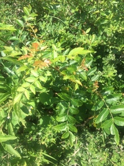 Schinopsis lorentzii