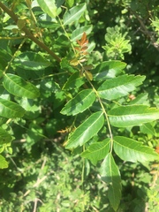 Schinopsis lorentzii