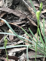 Pterostylis parviflora