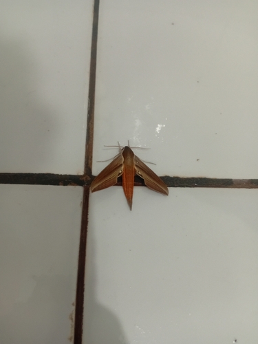 Tersa Sphinx