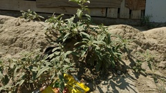 Solanum elaeagnifolium