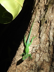 Anolis marmoratus