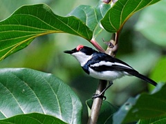 Brown-Throated Wattle-Eye photo 1