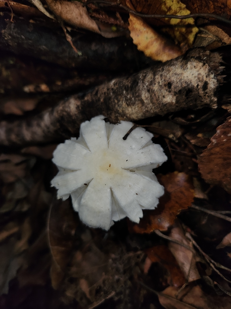 Humidicutis mavis · May 2026 · photo: © archie_tarn (iNaturalist, cc-by)